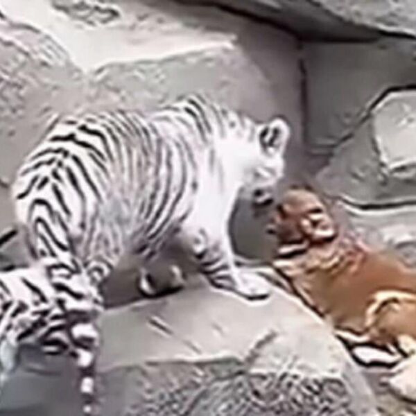 ZLATNI RETRIVER ZAVRŠIO U ZOOLOŠKOM VRTU KOD OGROMNIH TIGROVA:Ono što je usledilo ledi KRV U ŽILAMA- niko ne veruje