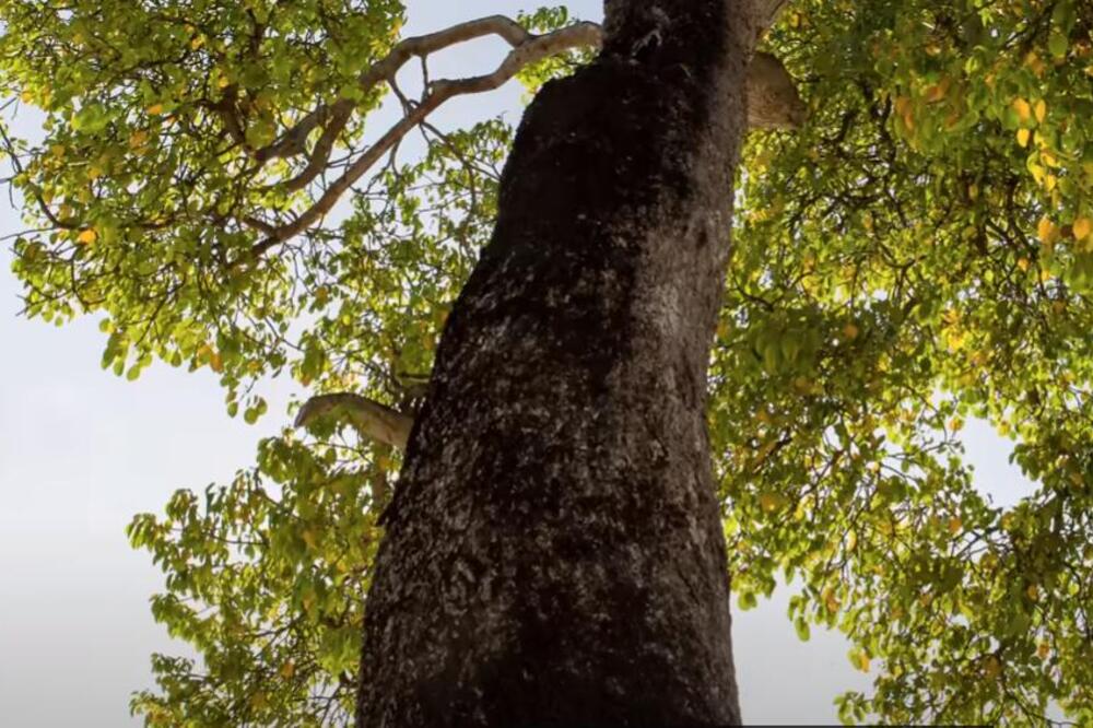 JESTE SIGURNI DA ZNATE ŠTA TAČNO ZNAČI KUCANJE U DRVO? Prava simbolika ovog verovanja je zaista zastrašujuća
