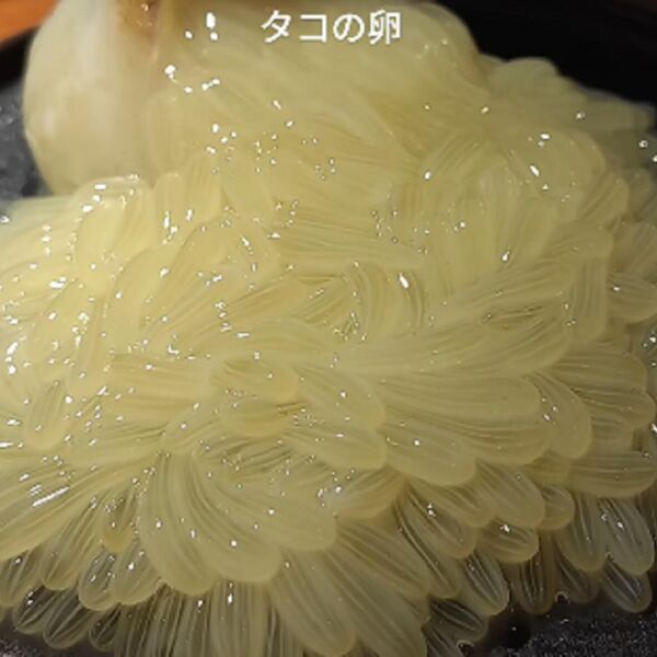 OVAJ SPECIJALITET IZ JAPANA JE UZBURKAO MNOGE NA MREŽAMA: Neki su povraćali kada su ČULI OD ČEGA JE OVA MASA VIDEO