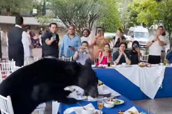 MEDVED UŠAO U RESTORAN, PA SE POPEO NA STO: Nastao OPŠTENARODNI HAOS, URNEBESNA REAKCIJA konobara se prepričava
