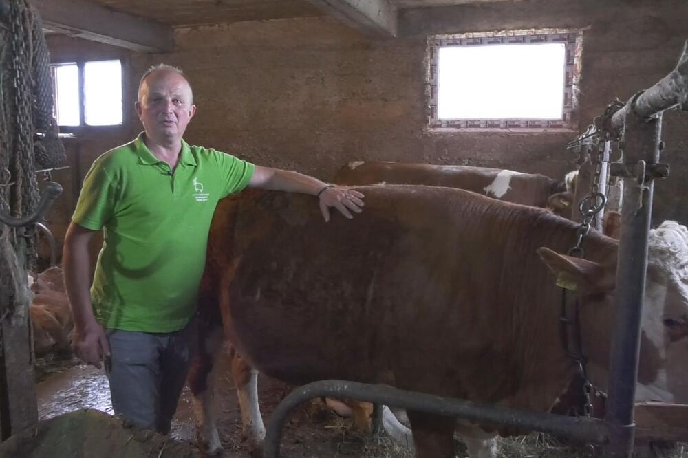 OVO IMA SAMO U SRBIJI! GORAN KUPIO 16 KRAVA I NAPRAVIO VESELJE: Pop osveštao dupke punu štalu (FOTO)
