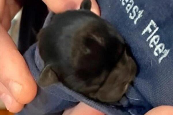 ZAMISLITE DA IMATE TOLIKO SIĆUŠNOG LJUBIMCA DA STANE U DŽEP? Video postao VIRALAN na mrežama- svi gledaju i TOPE SE