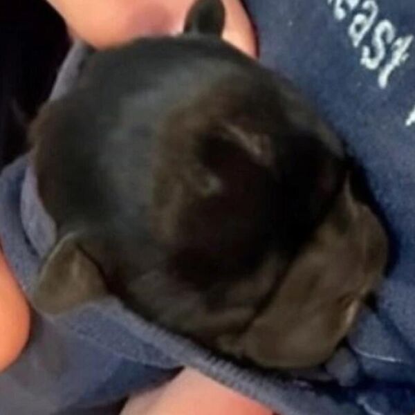 ZAMISLITE DA IMATE TOLIKO SIĆUŠNOG LJUBIMCA DA STANE U DŽEP? Video postao VIRALAN na mrežama- svi gledaju i TOPE SE