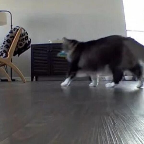 URNEBESNI SNIMAK "LUDE" MAČKE KOJA JE OSTALA SAMA U KUĆI: Kada vidite šta drži u ustima, VRIŠTAĆETE OD SMEHA