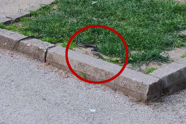 ZMIJA UPLAŠILA GRAĐANE PROKUPLJA! "Prošetala" glavnim parkom, evo o kojoj vrsti je reč! (FOTO)