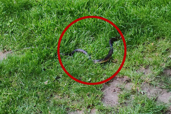 DŽINOVSKA ZMIJA ZORICI UTERALA STRAH U KOSTI: Videla je u ovom delu Novog Sada, a tek da vidite gde se krila