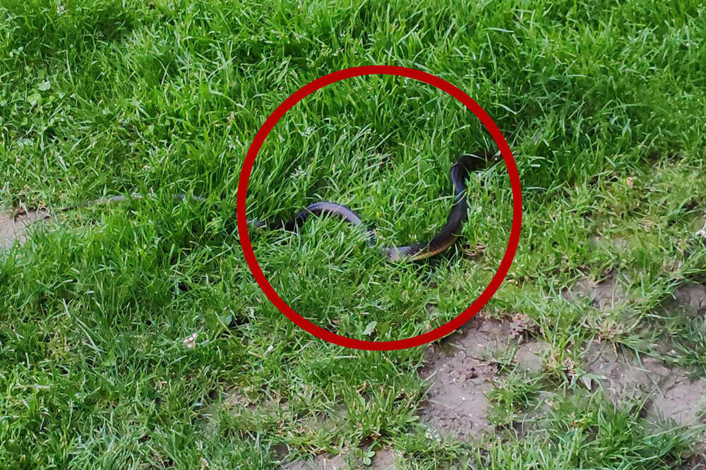 Evo šta da radite ako se nađete oči u oči sa zmijom: Stručnjaci kažu da je samo ovo dovoljno i ona će da ode!