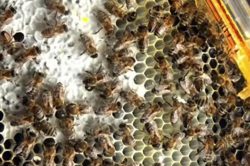 Pomor pčela u Srbiji: Stručnjak otkrio uzrok, a evo kakve užasne posledice mogu da se dese!