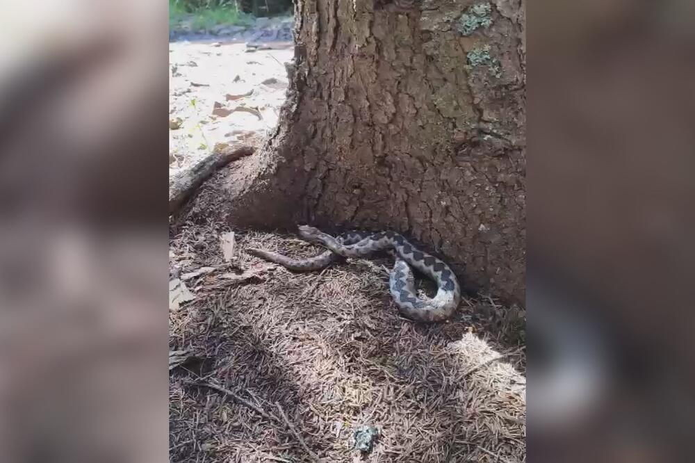 Zmije haraju Srbijom, ovo nikako ne smete da radite ako vas ujede! Otrov se širi, paralizuju se funkcije čim...