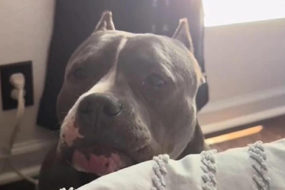 VLASNIK ODBIO DA POMAZI PSA, A REAKCIJA KOJA JE USLEDILA ZAPALILA INTERNET: Ovaj AMERIČKI BULDOG je potpuni hit