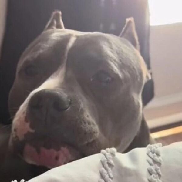 VLASNIK ODBIO DA POMAZI PSA, A REAKCIJA KOJA JE USLEDILA ZAPALILA INTERNET: Ovaj AMERIČKI BULDOG je potpuni hit