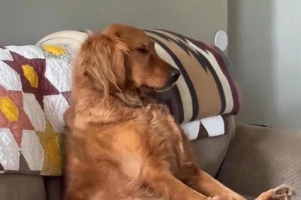 VETERINAR OTKRIO KAKO SAMOĆA UTIČE NA PSE: Evo šta im se dešava kada ostanu sami, nećete verovati koliko je LOŠE