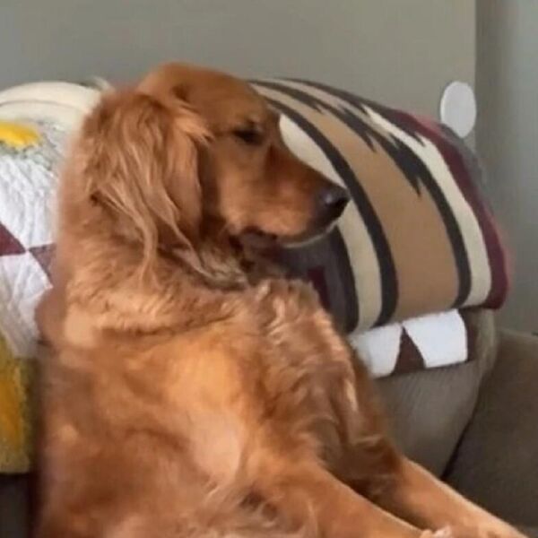 PAS SEDI, KULIRA I GLEDA EMISIJU, BUKVALNO KAO ČOVEK: Još da vidite ŠTA JE PUSTIO, pa neće vam biti dobro (VIDEO)