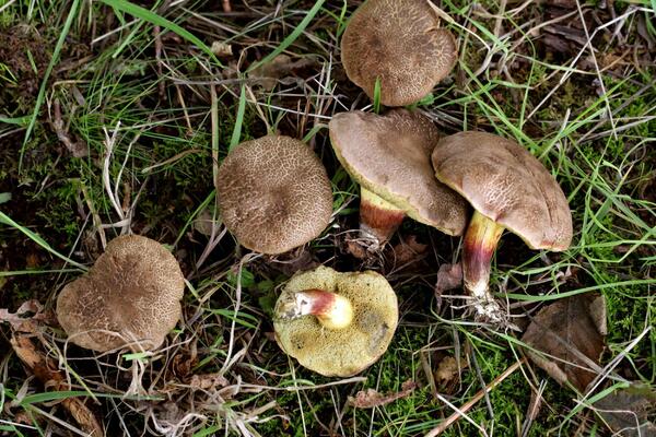 NEMCI POVUKLI SA TRŽIŠTA SRPSKE VRGANJE ZBOG RIZIKA PO ZDRAVLJE: Evo šta je pronađeno u njima!