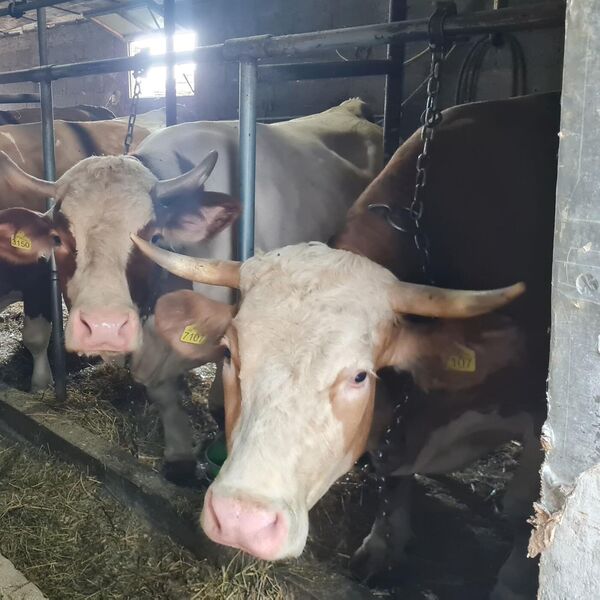 Ovaj deo od mesa Srbi masovno bacaju, a u svetu je vredniji od zlata! Za 30 grama može da se uzme i do 5.000 evra