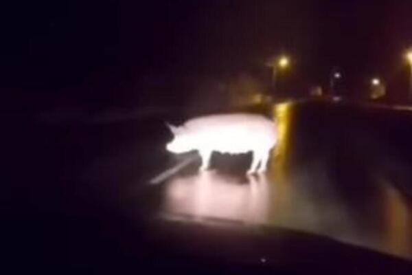 VOZAČ U BELOTIĆU NIJE MOGAO DA VERUJE ŠTA MU SE POJAVILO PRED OČIMA: Dobro ih protrljao, a onda... (VIDEO)