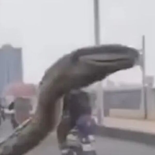VOZIO JE KOLA, KAD JE NEŠTO LUPILO PO ŠOFERKI: Ugledao je ogromnog MONSTRUMA i počeo da vrišti (VIDEO)