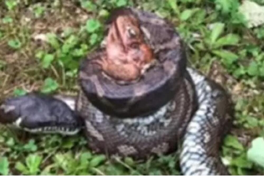 ZMIJETINA JE UZELA DA GUTA OTROVNU ŽABU, A ONDA SE DESILO NEOČEKIVANO: Kamera sve snimila, ŠTA JE OVO?!