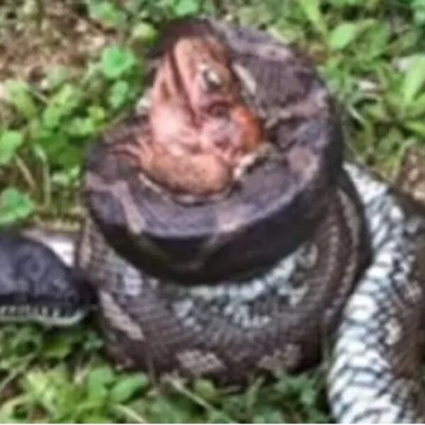 ZMIJETINA JE UZELA DA GUTA OTROVNU ŽABU, A ONDA SE DESILO NEOČEKIVANO: Kamera sve snimila, ŠTA JE OVO?!