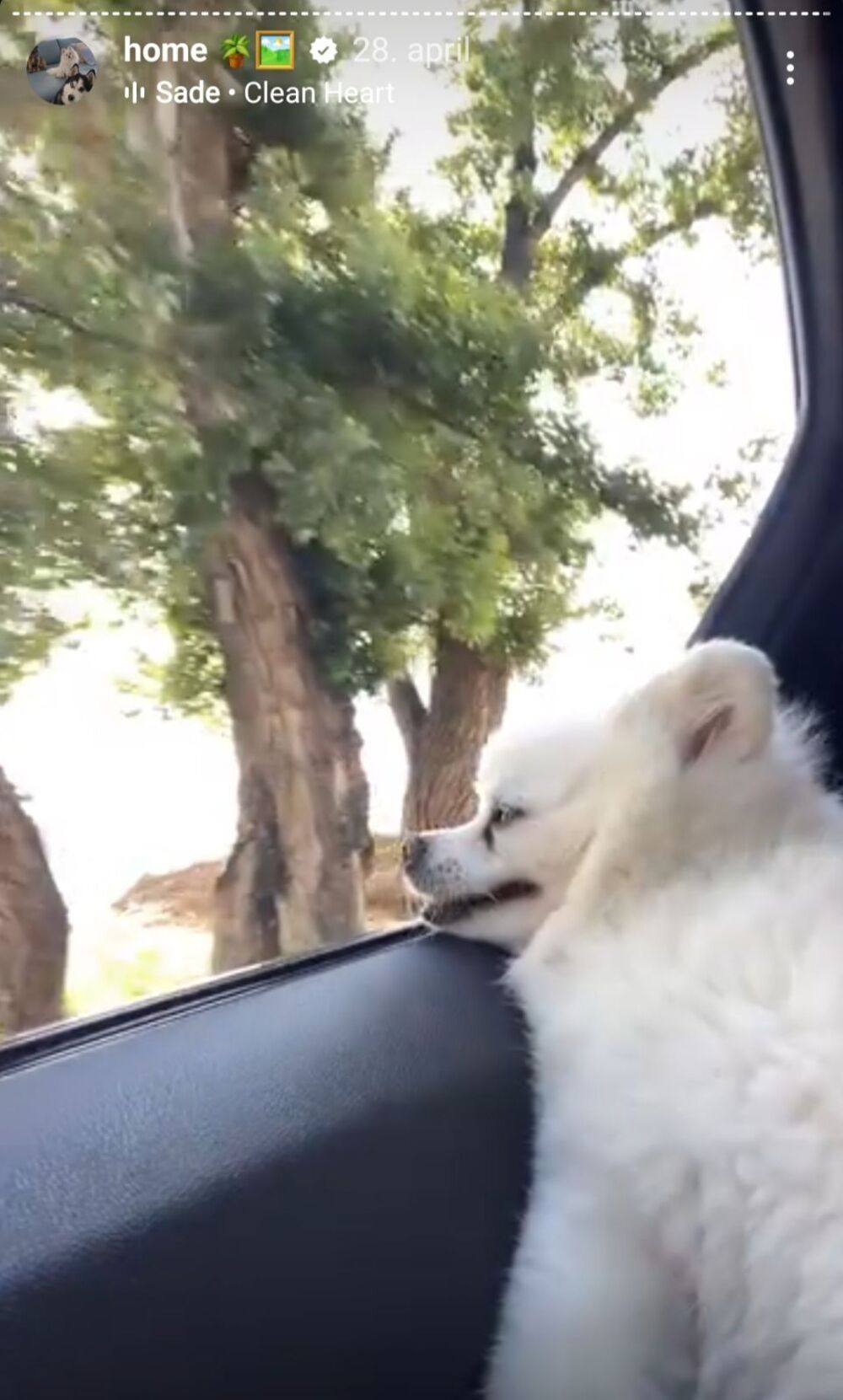 Pas Ivane Španović