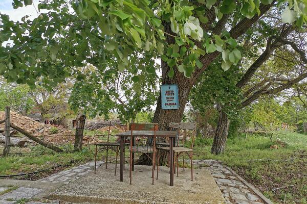 U SRPSKIM SELIMA I DALJE POSTOJI OVO DRVO: Veruje se da štiti od NEPOGODA I NESREĆE, a ako ga neko oskrnavi... FOTO