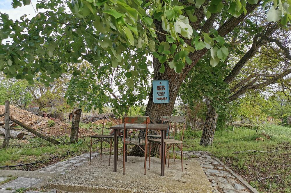 U SRPSKIM SELIMA I DALJE POSTOJI OVO DRVO: Veruje se da štiti od NEPOGODA I NESREĆE, a ako ga neko oskrnavi... FOTO