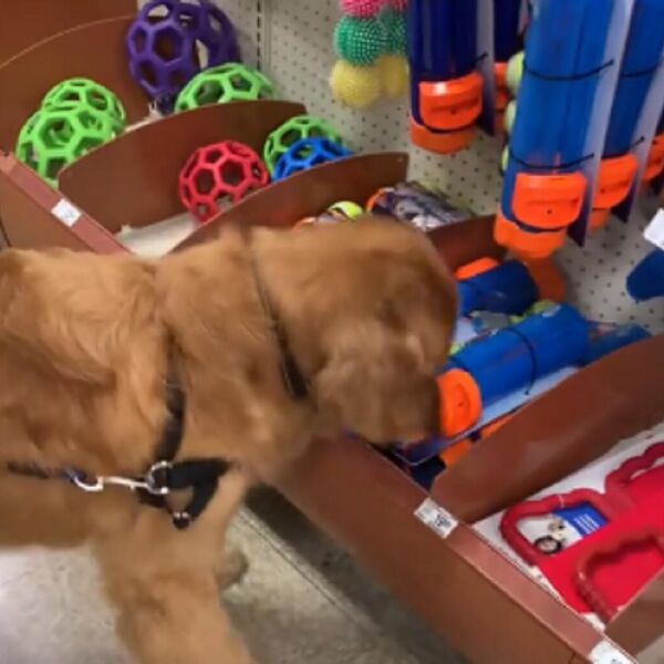 OVO JE SNIMAK KOJI JE RAZNEŽIO MILIONE: Zlatni RETRIVER prvi put UGLEDAO IGRAČKU - ne zna šta će od sreće pa uzeo..