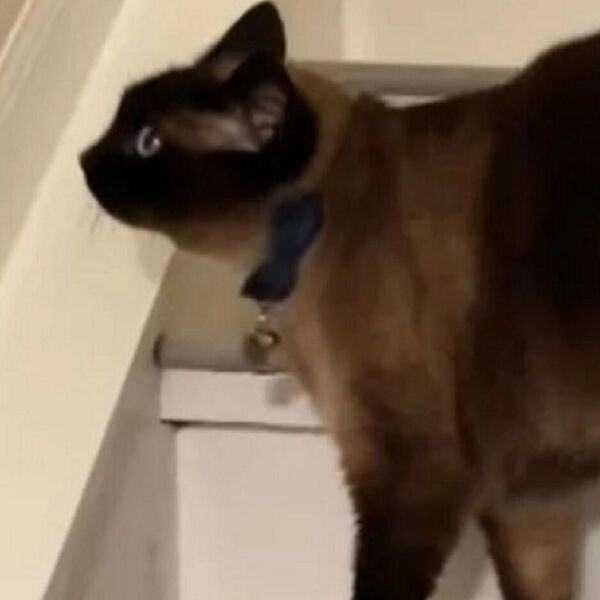 MAČAK JE STALNO GLEDAO U ISTO MESTO NA ZIDU: Kada su vlasnici OTKRILI zašto ovo radi ZANEMELI OD ŠOKA