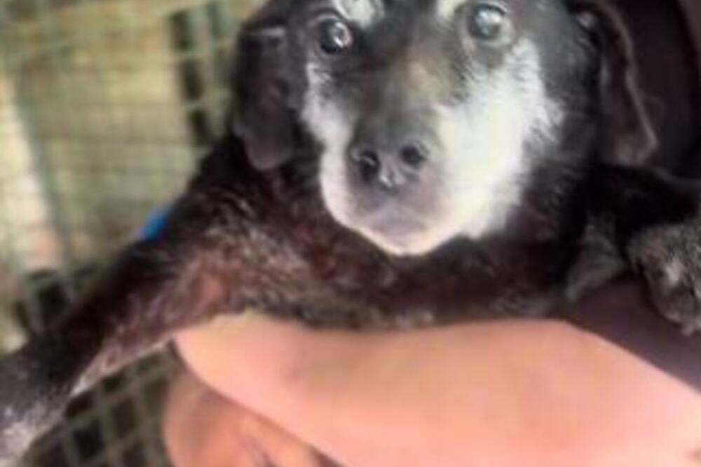 PUNIN 12 GODINA ŽIVEO U AZILU BEZ SLOBODE I LJUBAVI: Sada je usvojen i njegovoj tužnoj priči je DOŠAO KRAJ (VIDEO)