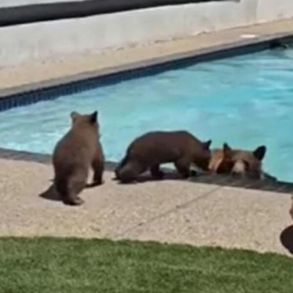 ČOVEK UZEO DA SNIMA KAKO MU MEDVEDI OKUPIRAJU DVORIŠTE: Došli do BAZENA i krenuli da se kupaju - HTEO DA PRESVISNE