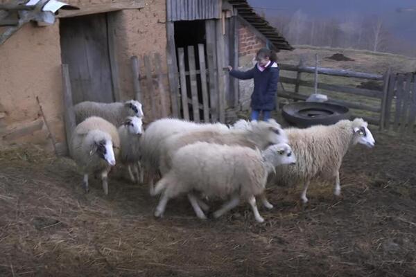 TOMKINA MAJKA JE BILA NARKOMANKA, NE ZNA NI DA LI JE ŽIVA: Sada živi sa bakom i dekom i brine o ovčicama (FOTO)