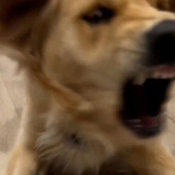 OVAKO IZGLEDA ZLATNI RETRIVER KAD POBESNI: Urnebesna REAKCIJA NA PARADAJZ koji ne podnosi- vlasnici hteli da...