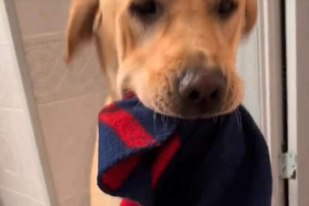 URNEBESNI SNIMAK U KOM LABRADOR UVEK RADI ISTO DOK SE VLASNICA TUŠIRA: Ne zna šta će od SREĆE kada mu ona kaže...
