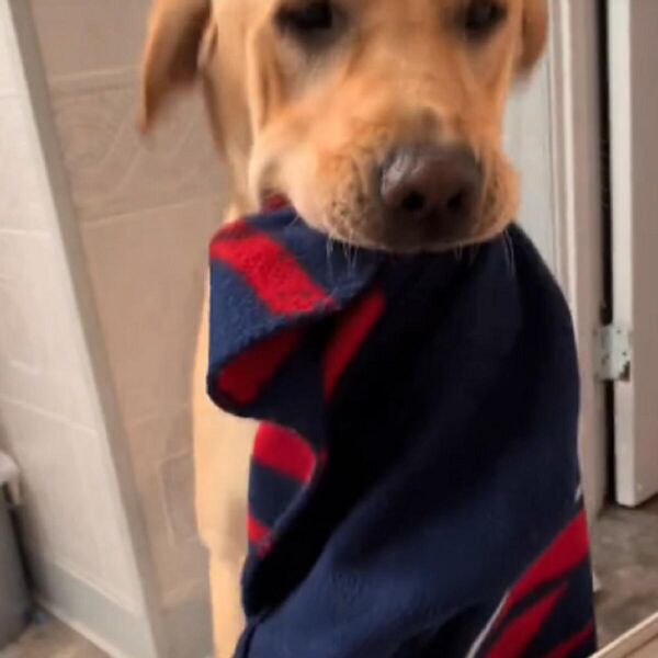 URNEBESNI SNIMAK U KOM LABRADOR UVEK RADI ISTO DOK SE VLASNICA TUŠIRA: Ne zna šta će od SREĆE kada mu ona kaže...