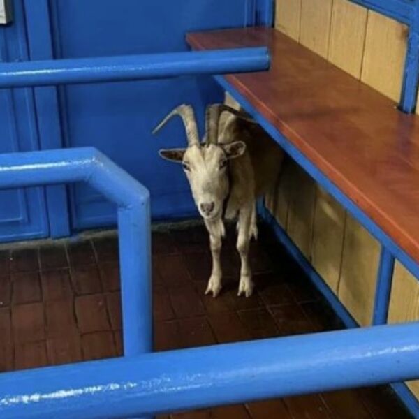 MA OTKUD ONA TU!? SIROTA KOZA SNIMLJENA NA AUTOBUSKOJ STANICI: " A jarići je čekaju kod kuće" (FOTO)