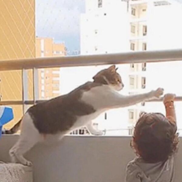 URNEBESNI SNIMAK MAČKE KOJA RADI LUDE STVARI SA BEBOM: Njih dvoje su SPREMNI DA URADE bukvalno sve (VIDEO)