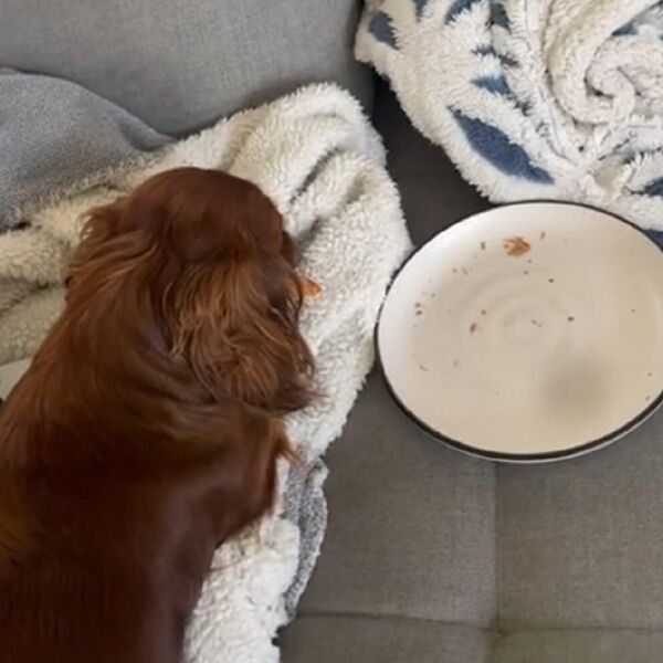 JAZAVIČAR UKRAO KROASAN SVOM VLASNIKU: Nevaljalko je prvo POBEGAO, pa uradio stavar zbog koje su se SVI SMEJALI