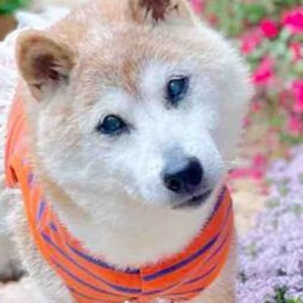 JAVNOST JE ZAPREPASTILA INFORMACIJA, SVI TUGUJU: Preminuo NAJPOZNATIJI pas na svetu