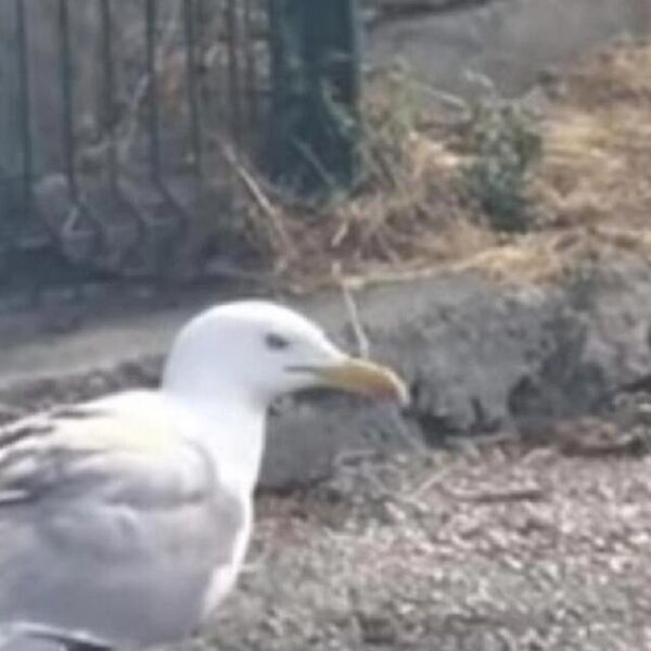 BIZARNI SNIMAK PROŽDRLJIVOG GALEBA KOJI JE NALETEO NA ORTAKA: Rasporio ga za TILI ČAS i krenuo da ga GLOĐE (VIDEO)