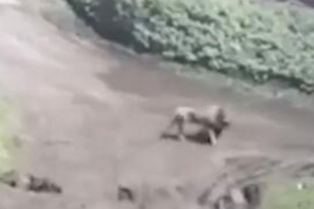 KRVOLOČNA ZVER ZGRABILA ROTVAJLERA OD 75 KILA, KAD SU VIDELI ŠTA RADI S NJIM SLEDILI SE: Kamera sve snimila (VIDEO)