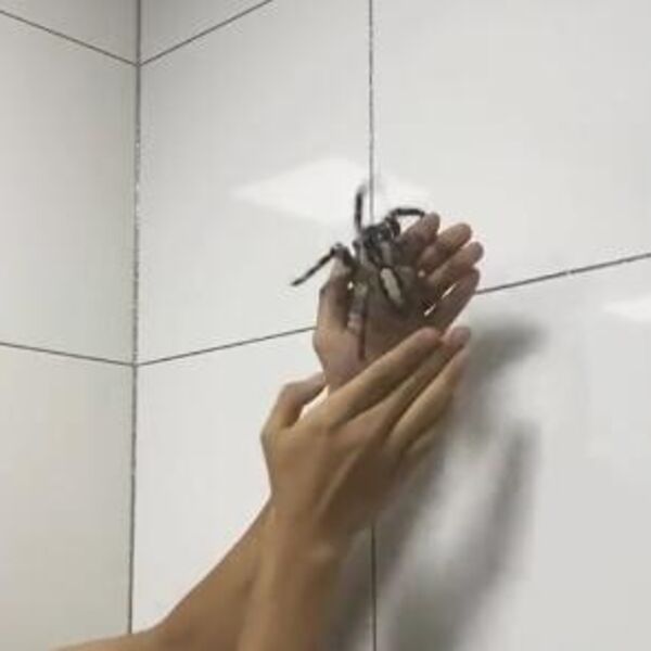 ČOVEK PUSTIO DA GA UJEDE TARANTULA ZA GOLU RUKU I SNIMIO: Osetio je OŠTRU BOL, a kad je pogledao U NJU... (VIDEO)