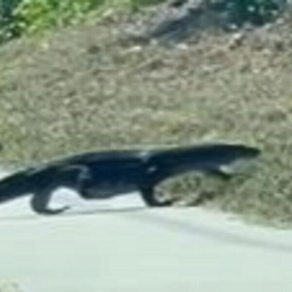 PRVO SU POMISLILI DA JE ALIGATOR: Ali kad su bolje pogledali ISPRUŽIO JE JEZIČINU - uterao im je strah u kosti