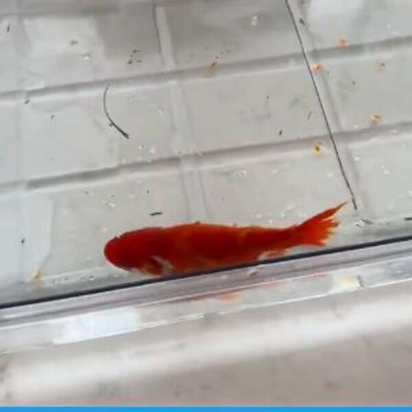 LEKAR PRONAŠAO NEMOĆNU ZLATNU RIBICU U DVORIŠTU: Sekunde su je DELILE OD SMRTI, ono što je usledio šokiralo sve