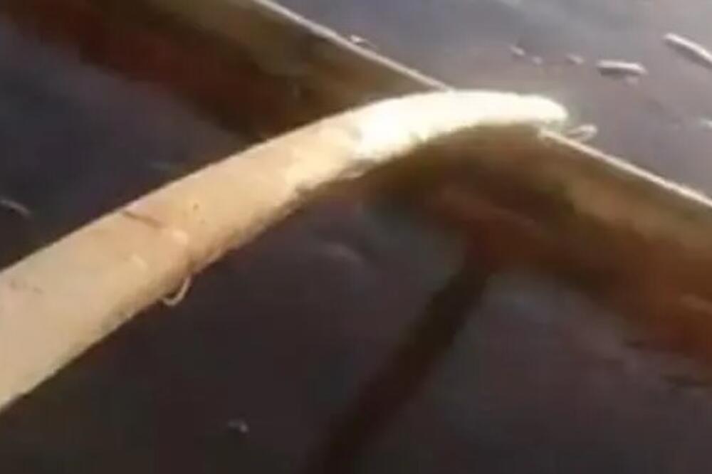 KADA SU SE LJUDI SKLONILI SA PLAŽE, ONE SU IZMILELE, BILO IH JE STOTINE: Videli su snimak i SABLAZNILI SU SE