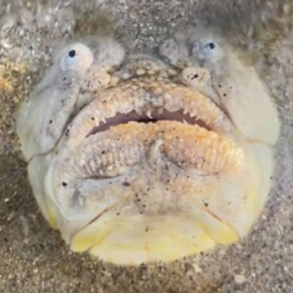 DOK JE ŠETAO PLAŽOM, UMALO NIJE ZGAZIO STVORENJE IZ NOĆNIH MORA: Video pogledalo preko 53 MILIONA ljudi - JEZIVO