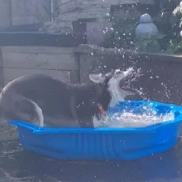 HASKI NAKON GODINU DANA KONAČNO DOBIO SVOJ BAZENČIĆ: Njegova REAKCIJA je zapalila mreže, ljudi PLAČU OD SMEHA