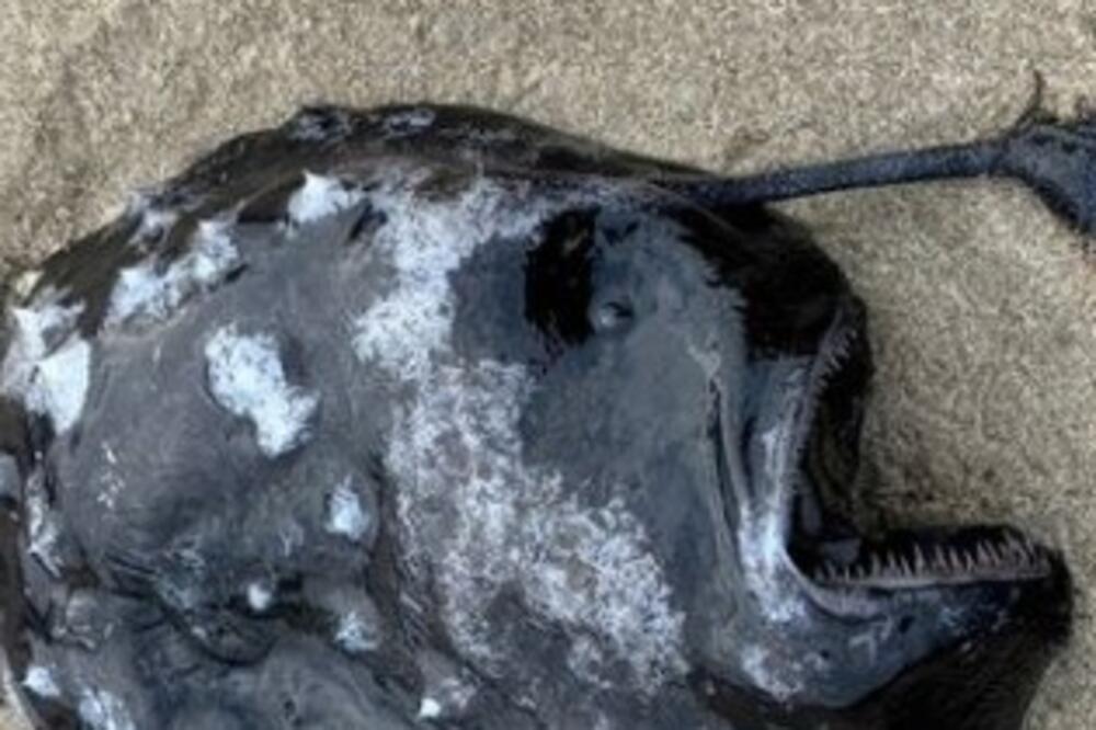 ŠETALI PLAŽOM PA NALETELI NA STRAŠNO BIĆE! Izgleda kao da je ispalo iz HOROR FILMA, oglasili se i stručnjaci (FOTO)