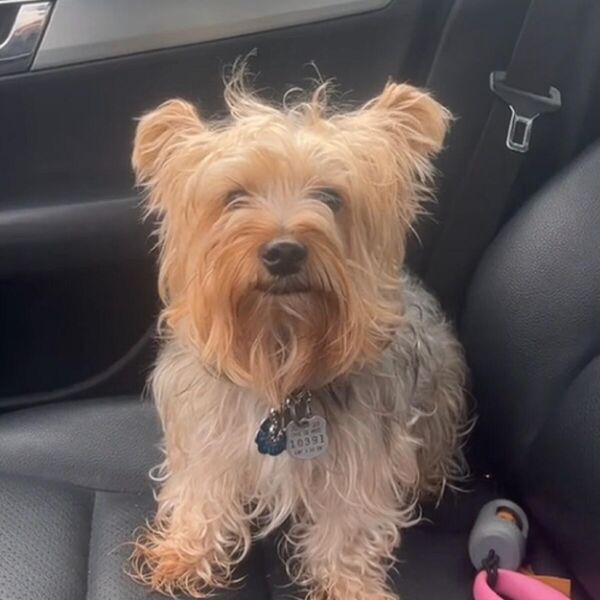 ŽENA OSTALA U POTPUNOM ŠOKU KAD JE PREUZELA PSA SA ŠIŠANJA: Ni ona NIJE MOGLA da ga PREPOZNA, da li je ovo šala?