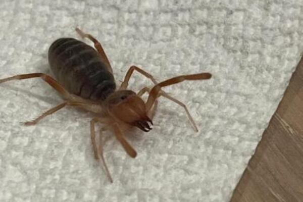 "IMA GADAN UGRIZ, POJEŠĆE I ŠKORPIJU AKO BUDE IMAO PRILIKU": Snimio OPASNU BUBU, kad je saznao šta je ZALEDIO SE