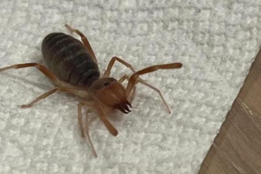 "IMA GADAN UGRIZ, POJEŠĆE I ŠKORPIJU AKO BUDE IMAO PRILIKU": Snimio OPASNU BUBU, kad je saznao šta je ZALEDIO SE